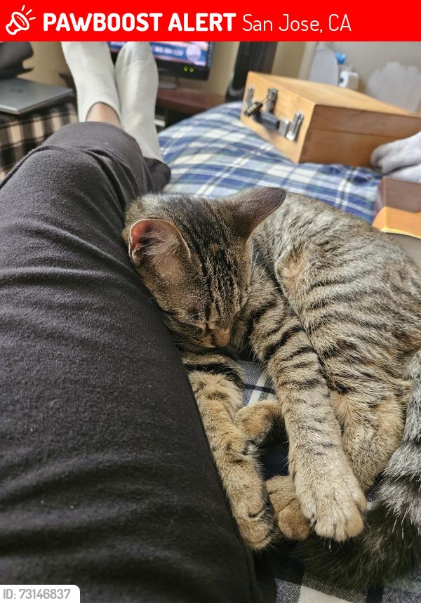 Lost Female Cat last seen Coleman, San Jose, CA 95123