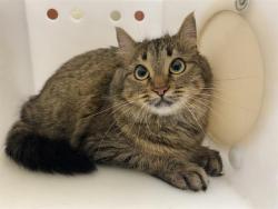 Shelter Stray Female Cat last seen Near BLOCK S PINE AVE, 3839 W Burnham St, West Milwaukee, WI 53215, USA