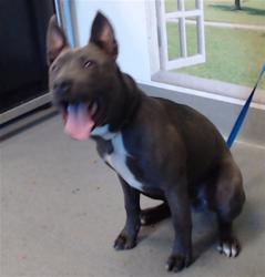 Shelter Stray Male Dog last seen MADISON / BURROWS, 1419 Bryant St, San Francisco, CA 94103, USA