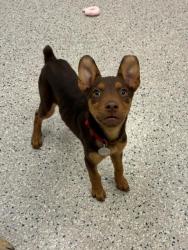Shelter Stray Male Dog last seen Near BLOCK TENNYSON ST, 12155 Park Blvd, Brighton, CO 80601, USA