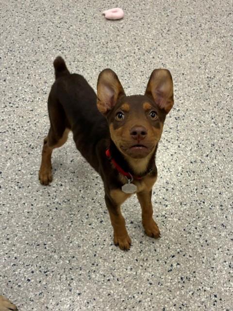 Shelter Stray Male Dog last seen Near BLOCK TENNYSON ST, 12155 Park Blvd, Brighton, CO 80601, USA