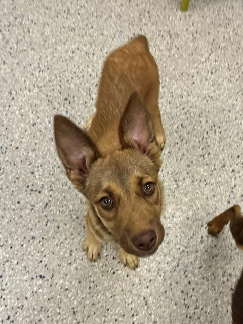 Shelter Stray Female Dog last seen Near BLOCK TENNYSON ST, 12155 Park Blvd, Brighton, CO 80601, USA
