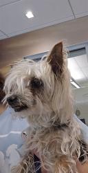 Shelter Stray Female Dog last seen 120TH AND HWY 85, 12155 Park Blvd, Brighton, CO 80601, USA