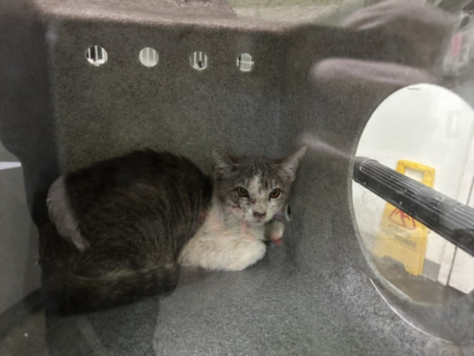 Shelter Stray Female Cat last seen , 1850 W 60th St, Los Angeles, CA 90047, USA