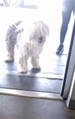 Shelter Stray Male Dog last seen , 1850 W 60th St, Los Angeles, CA 90047, USA