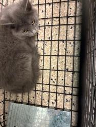 Shelter Stray Unknown Cat last seen 151ST & HERITAGE, 12155 Park Blvd, Brighton, CO 80601, USA