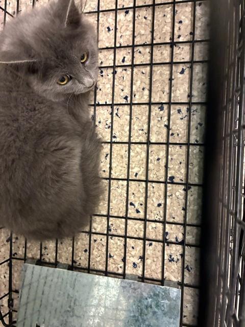 Shelter Stray Unknown Cat last seen 151ST & HERITAGE, 12155 Park Blvd, Brighton, CO 80601, USA