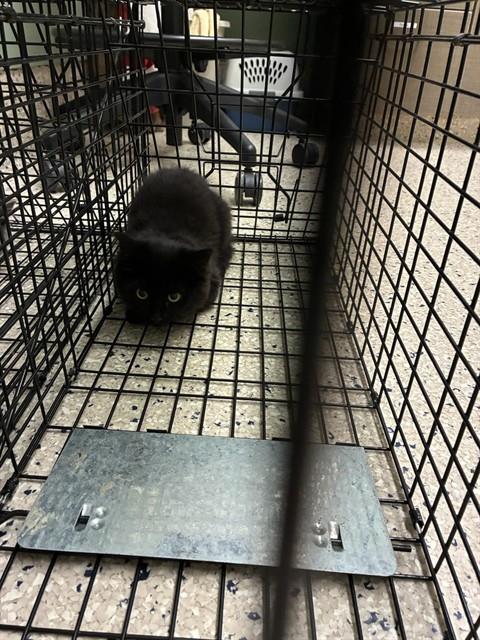 Shelter Stray Male Cat last seen 151ST & HERITAGE, 12155 Park Blvd, Brighton, CO 80601, USA