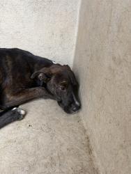 Shelter Stray Female Dog last seen Near BLOCK N MILLER AVE, 2811 SE 29th St, Oklahoma City, OK 73129, USA