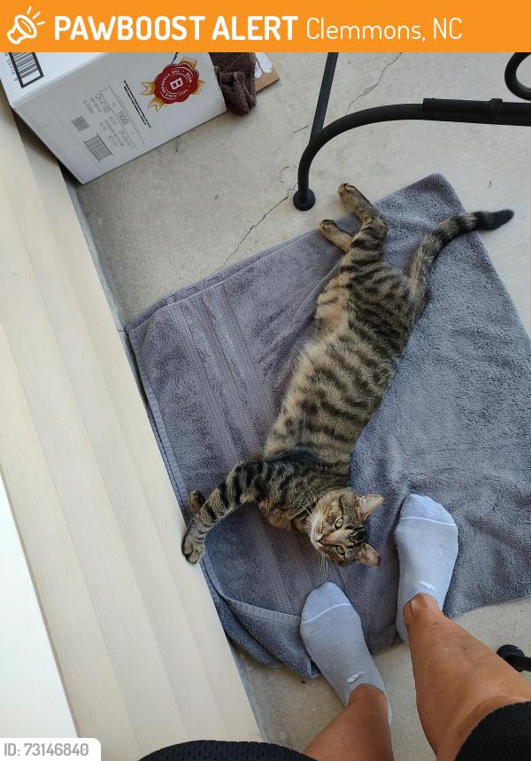 Found/Stray Male Cat last seen Midstream Crossing Drive, Clemmons, NC 27012
