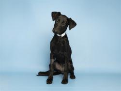Shelter Stray Female Dog last seen E YALE DR/S KENWOOD LN, 5501 E Van Buren St, Phoenix, AZ 85008, USA