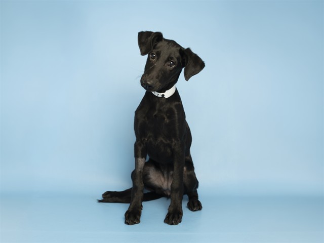 Shelter Stray Female Dog last seen E YALE DR/S KENWOOD LN, 5501 E Van Buren St, Phoenix, AZ 85008, USA