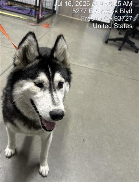 Shelter Stray Female Dog last seen Near BLOCK N CEDAR AVE, FRESNO CA 93710 7401, 5277 E Airways Blvd, Fresno, CA 93727, USA