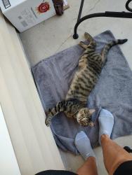 Found/Stray Male Cat last seen Midstream Crossing Drive, Clemmons, NC 27012