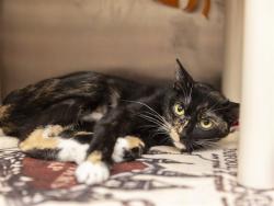 Shelter Stray Female Cat last seen Near BLOCK N 59TH AVE, 5501 E Van Buren St, Phoenix, AZ 85008, USA