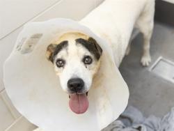 Shelter Stray Male Dog last seen E MCKELLIPS RD AND N RECKER RD, 5501 E Van Buren St, Phoenix, AZ 85008, USA