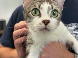 Shelter Stray Female Cat last seen , West Valley Animal Shelter, 20655 Plummer St, Chatsworth, CA 91311, USA