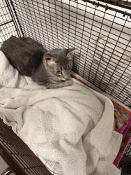 Shelter Stray Female Cat last seen , West Valley Animal Shelter, 20655 Plummer St, Chatsworth, CA 91311, USA