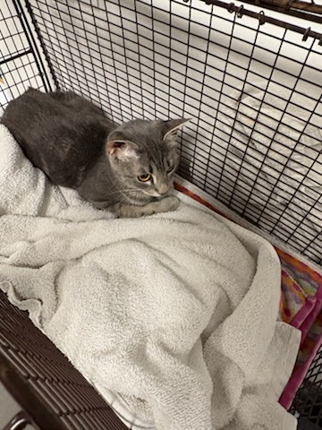 Shelter Stray Female Cat last seen , West Valley Animal Shelter, 20655 Plummer St, Chatsworth, CA 91311, USA