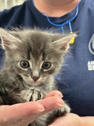 Shelter Stray Male Cat last seen , West Valley Animal Shelter, 20655 Plummer St, Chatsworth, CA 91311, USA