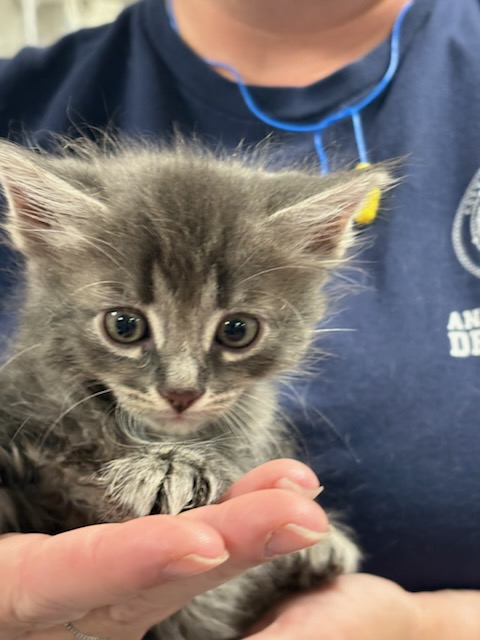 Shelter Stray Male Cat last seen , West Valley Animal Shelter, 20655 Plummer St, Chatsworth, CA 91311, USA