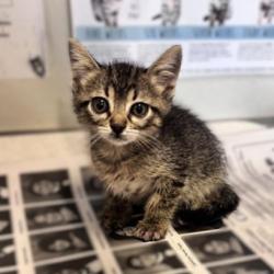 Shelter Stray Female Cat last seen SPRUCE ST, 4710 TX-151, San Antonio, TX 78227, USA