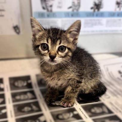 Shelter Stray Female Cat last seen SPRUCE ST, 4710 TX-151, San Antonio, TX 78227, USA