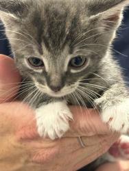 Shelter Stray Male Cat last seen , West Valley Animal Shelter, 20655 Plummer St, Chatsworth, CA 91311, USA