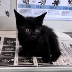 Shelter Stray Male Cat last seen SPRUCE ST, 4710 TX-151, San Antonio, TX 78227, USA