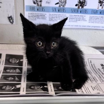 Shelter Stray Male Cat last seen SPRUCE ST, 4710 TX-151, San Antonio, TX 78227, USA