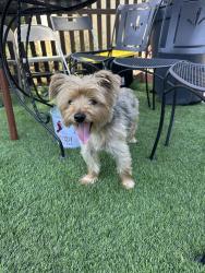 Found/Stray Male Dog last seen Near san francisco ave. Long beach, ca, Long Beach, CA 90806