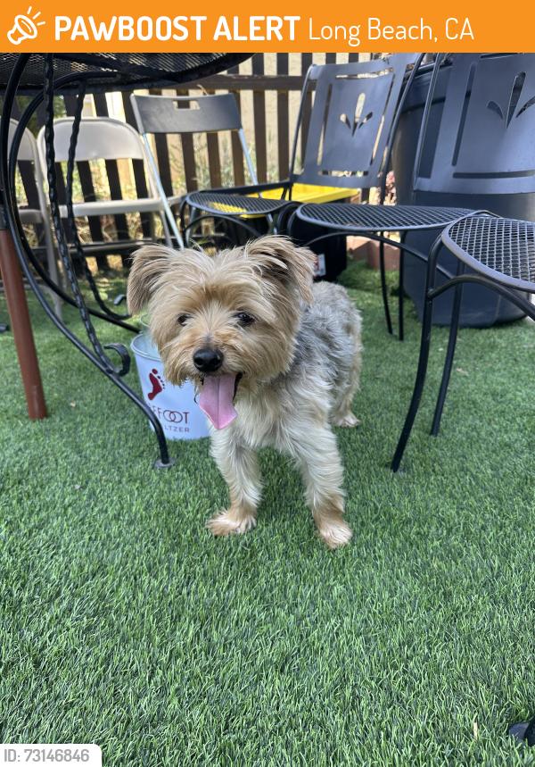 Found/Stray Male Dog last seen Near san francisco ave. Long beach, ca, Long Beach, CA 90806