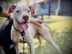 Shelter Stray Male Dog last seen , 2769 Conroy Rd, Orlando, FL 32839, USA