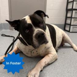 Shelter Stray Female Dog last seen Near, 2600 S Harding St, Indianapolis, IN 46221, USA