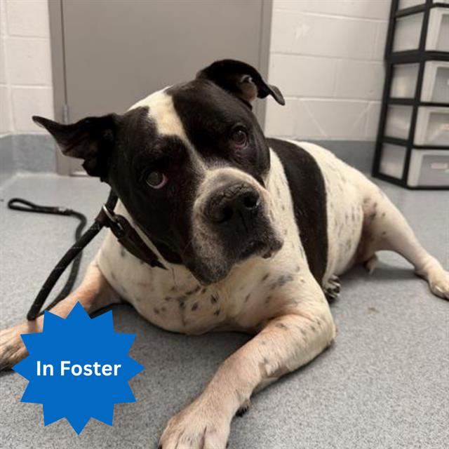 Shelter Stray Female Dog last seen Near, 2600 S Harding St, Indianapolis, IN 46221, USA