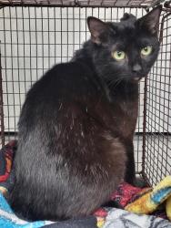 Shelter Stray Female Cat last seen WOODSTONE, 4710 TX-151, San Antonio, TX 78227, USA