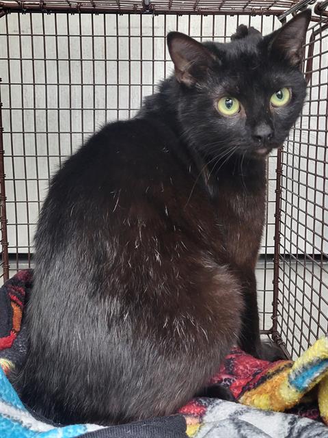 Shelter Stray Female Cat last seen WOODSTONE, 4710 TX-151, San Antonio, TX 78227, USA