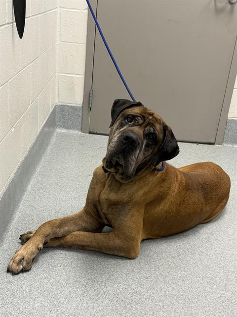 Shelter Stray Male Dog last seen Near, 2600 S Harding St, Indianapolis, IN 46221, USA