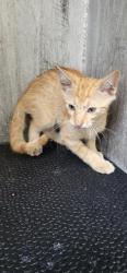 Shelter Stray Male Cat last seen FLOYD CURL, 4710 TX-151, San Antonio, TX 78227, USA