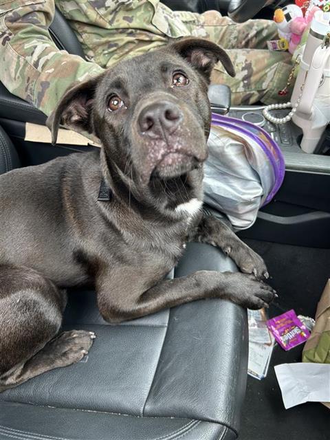 Shelter Stray Male Dog last seen , 4710 TX-151, San Antonio, TX 78227, USA
