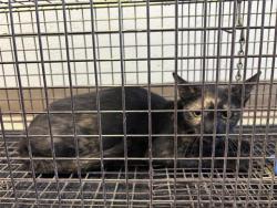 Shelter Stray Female Cat last seen RICARDO ST, 4710 TX-151, San Antonio, TX 78227, USA