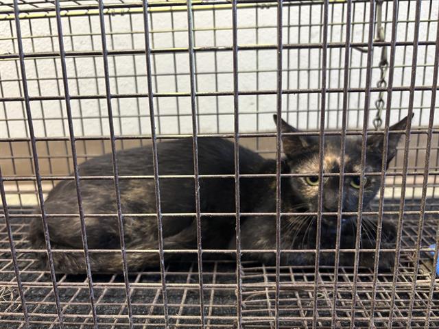 Shelter Stray Female Cat last seen RICARDO ST, 4710 TX-151, San Antonio, TX 78227, USA