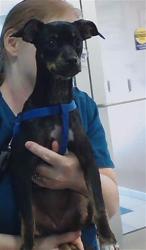 Shelter Stray Female Dog last seen LACY DR AND RANDEE RD, 19640 Dogpatch Ln, Land O' Lakes, FL 34638, USA