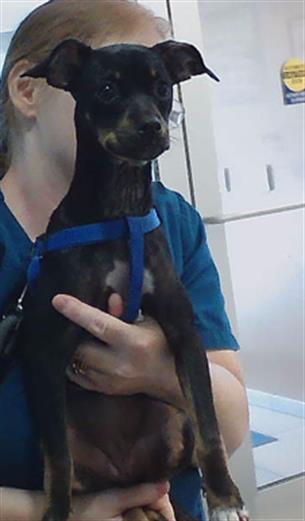 Shelter Stray Female Dog last seen LACY DR AND RANDEE RD, 19640 Dogpatch Ln, Land O' Lakes, FL 34638, USA