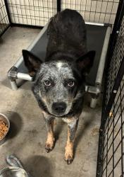 Shelter Stray Female Dog last seen BOBB AVE,63114, 10521 Baur Blvd, Olivette, MO 63132, USA