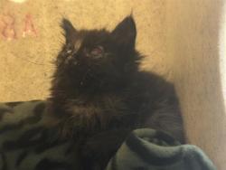 Shelter Stray Female Cat last seen Near BLOCK W 3500, 4522 W 3500 S, West Valley City, UT 84120, USA
