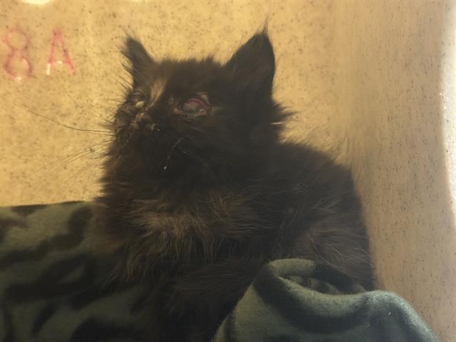 Shelter Stray Female Cat last seen Near BLOCK W 3500, 4522 W 3500 S, West Valley City, UT 84120, USA