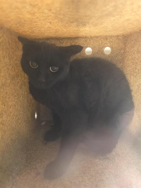 Shelter Stray Unknown Cat last seen Near BLOCK S 3270 W, WEST VALLEY CITY UT 84119, 4522 W 3500 S, West Valley City, UT 84120, USA