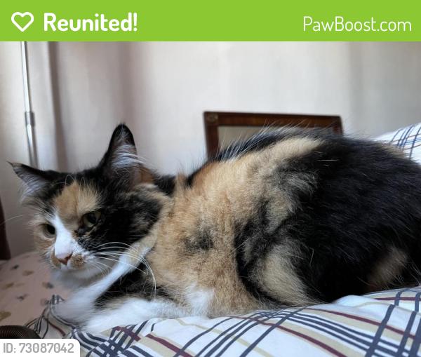 Reunited Female Cat last seen Rail yards, Albuquerque, NM 87102