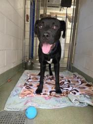 Shelter Stray Male Dog last seen Near BLOCK LEANNE ST NE, 8920 Lomas Blvd NE, Albuquerque, NM 87112, USA